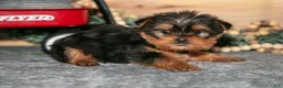 Yorkshire Terrier dogs for sale: Paul - Ad 1