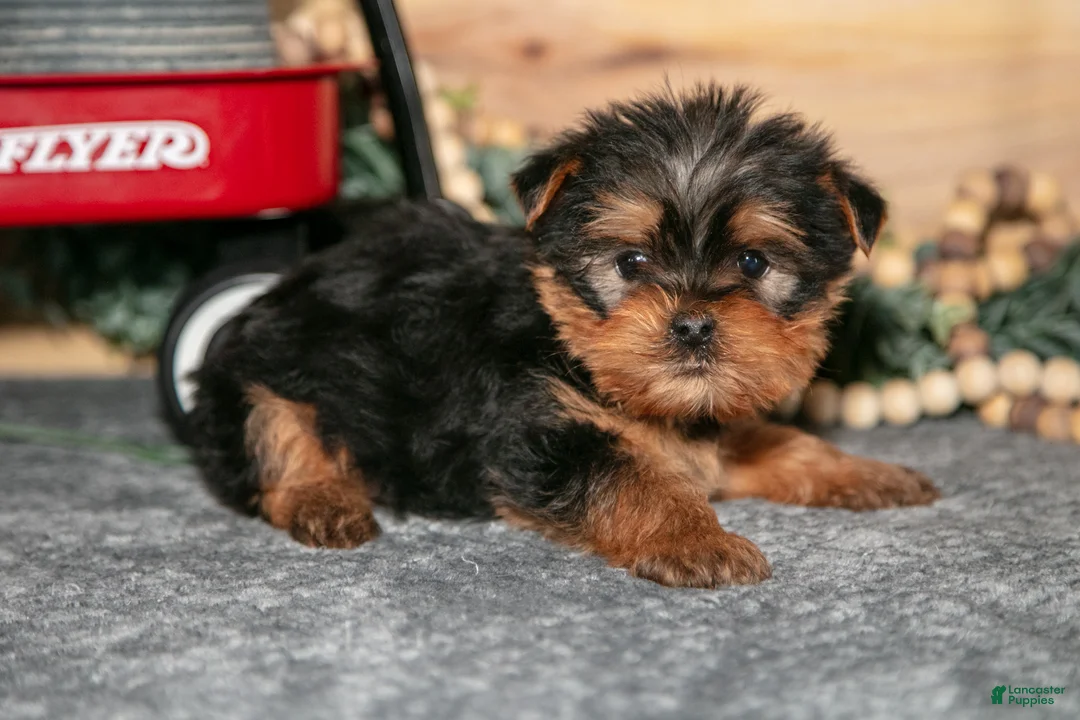 Yorkshire Terrier dogs for sale: Paul - Ad 1