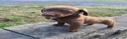 Mixed Breed dogs for sale: Murphy - Ad 3