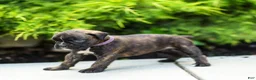 Boxer dogs for sale: Lonnie Boxer Puppy  - Ad 7