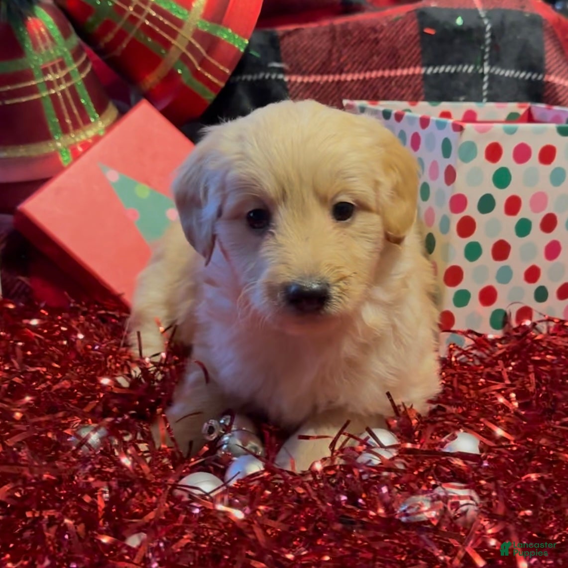 Mini Goldendoodle dogs Merry  - Ad 15