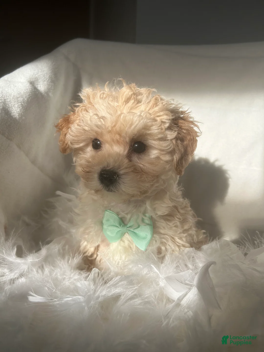 Mixed Breed dogs for sale: Wilson  - Ad 2