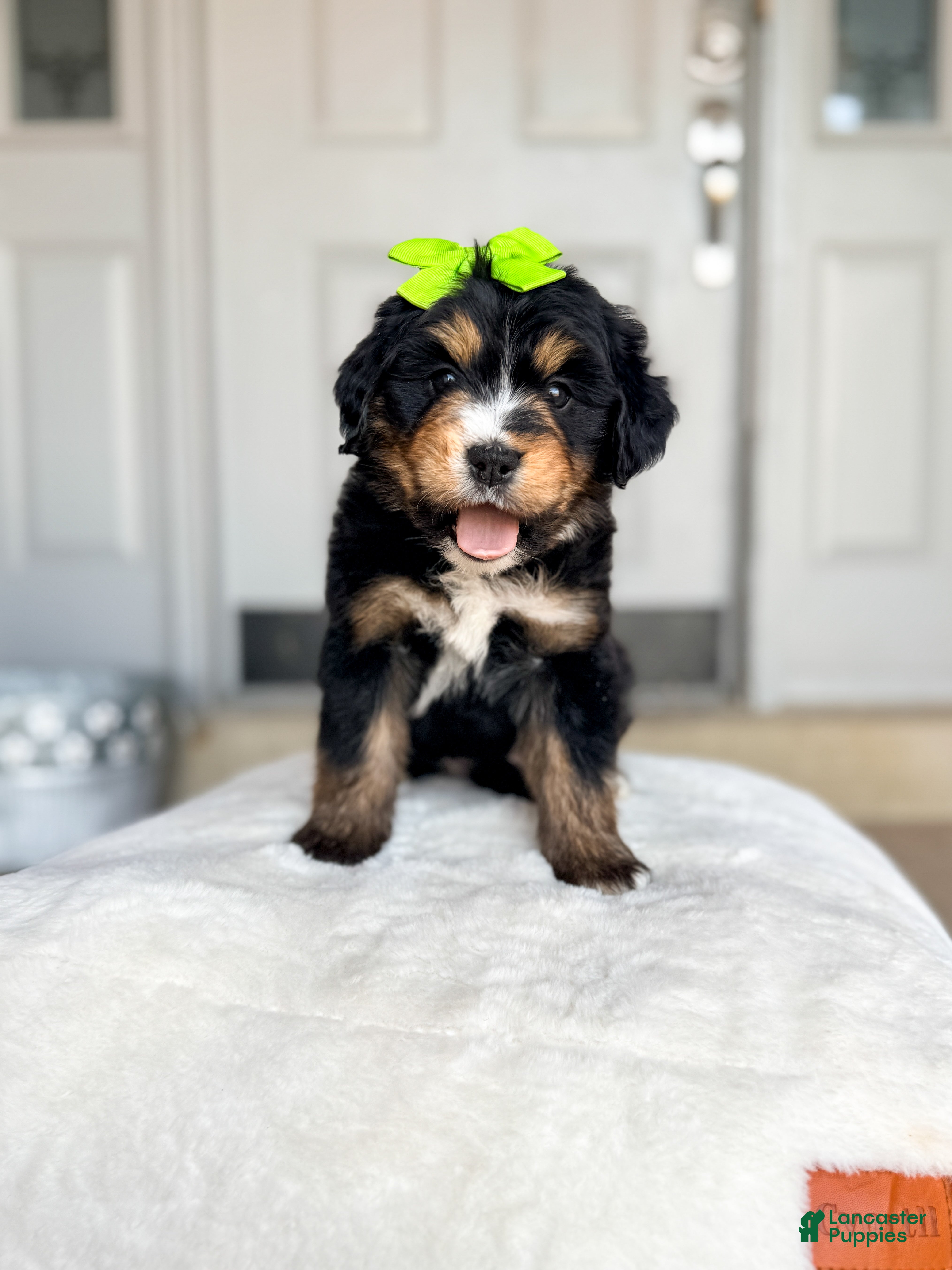 Bernedoodle dogs Phoenix - Ad 6