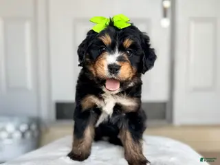 Bernedoodle dogs Phoenix - Ad 6