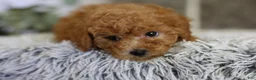 Toy Poodle dogs for sale: Reese  - Ad 12