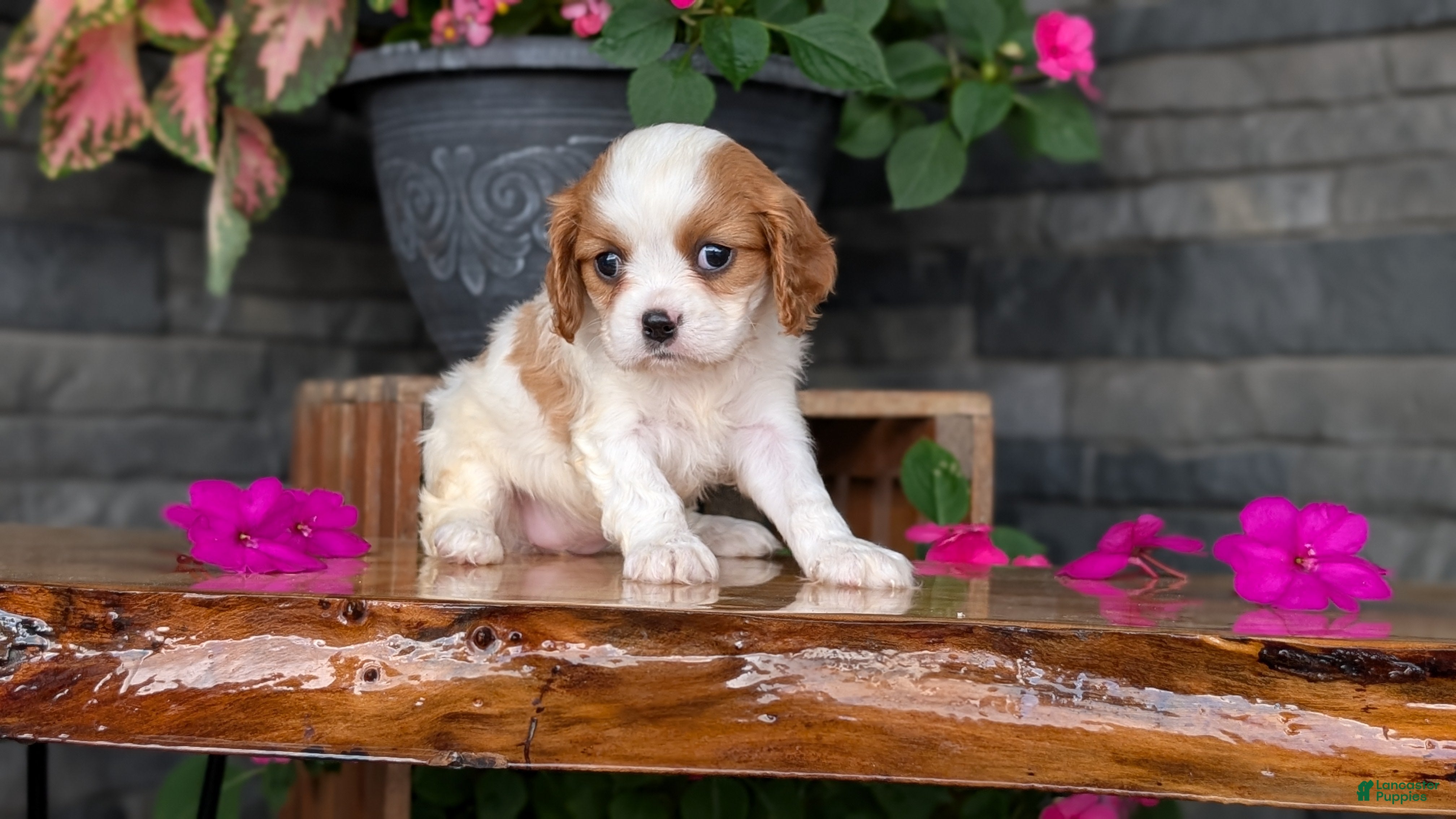Cavalier King Charles Spaniel dogs Lady - Ad 2
