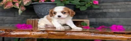 Cavalier King Charles Spaniel dogs for sale: Lady - Ad 2