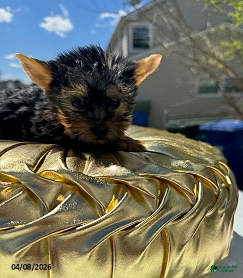 Yorkshire Terrier dogs Tiny - Ad 1