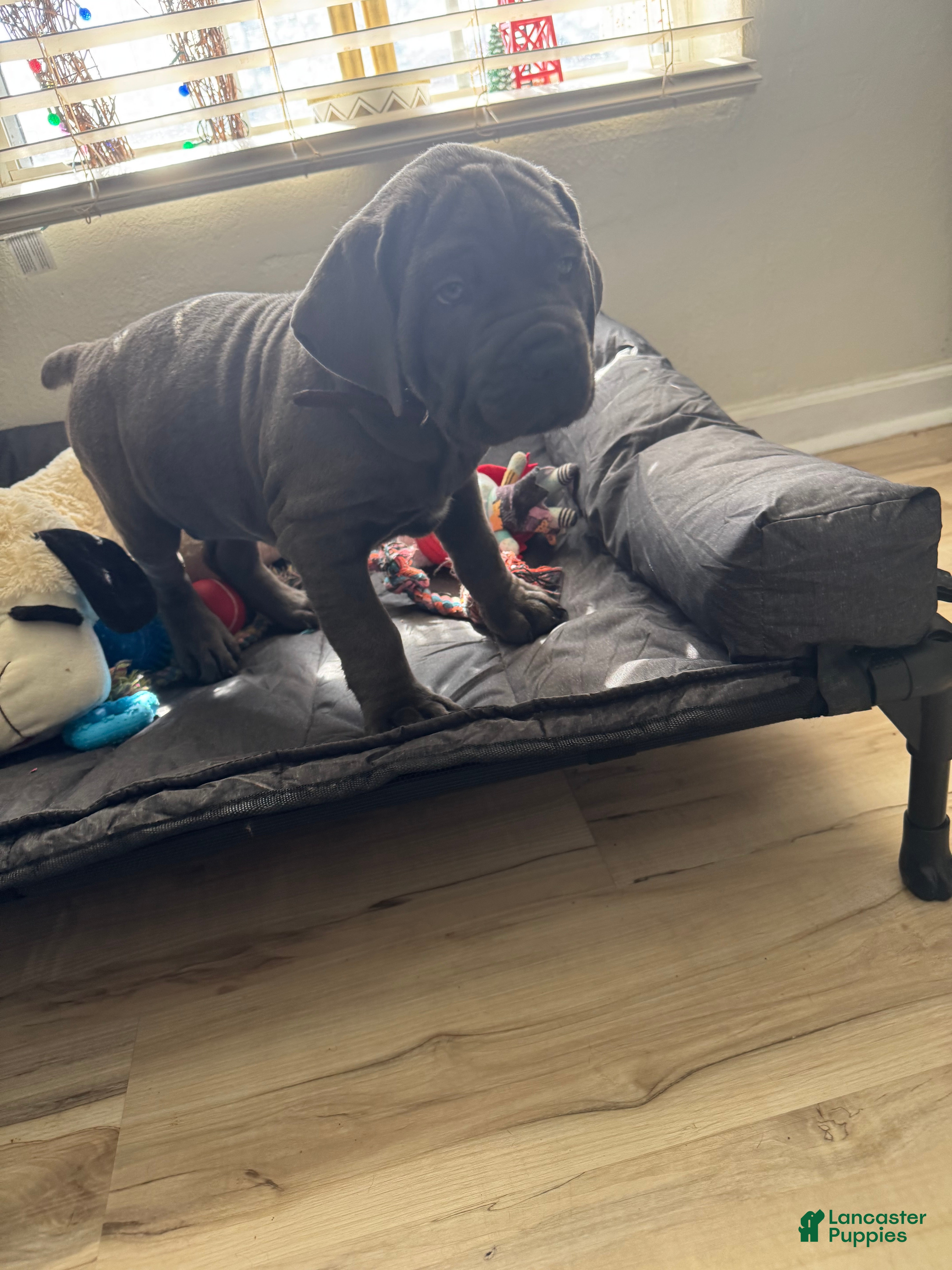 Cane Corso dogs Atlas - Ad 5