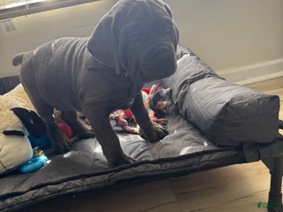 Cane Corso dogs Atlas - Ad 11