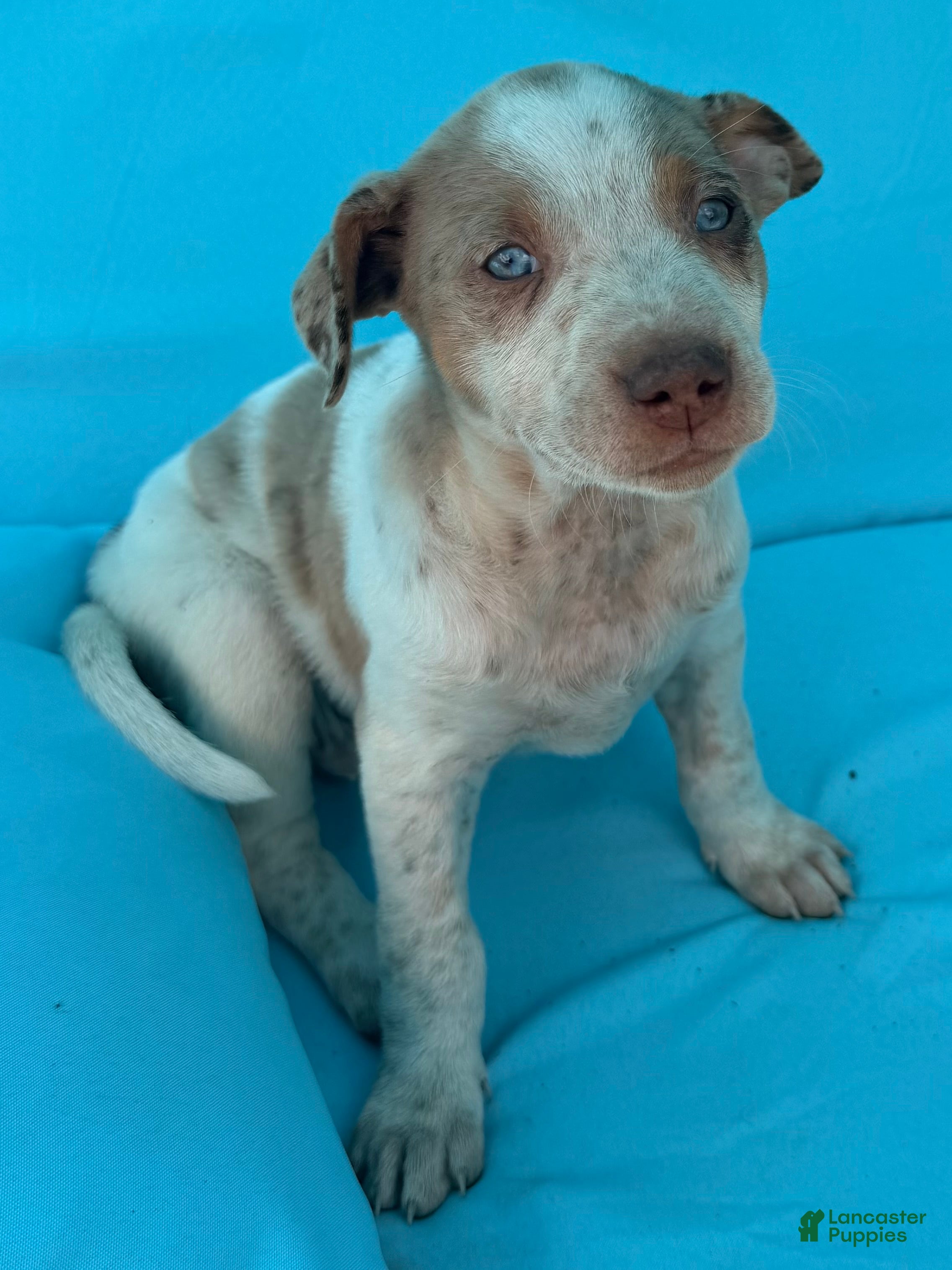 Mixed Breed dogs Echo - Ad 1
