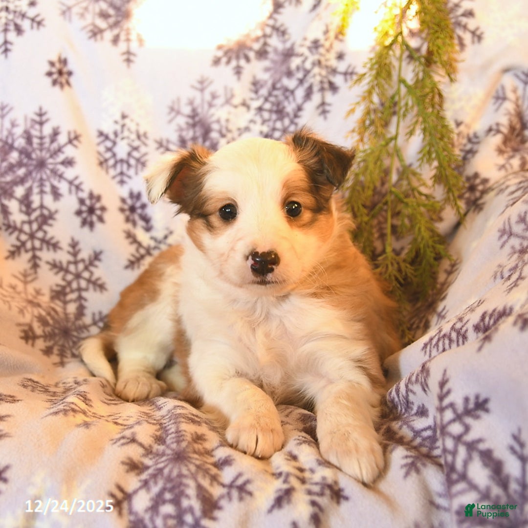 Shetland Sheepdog dogs for sale: Elsa  - Ad 3