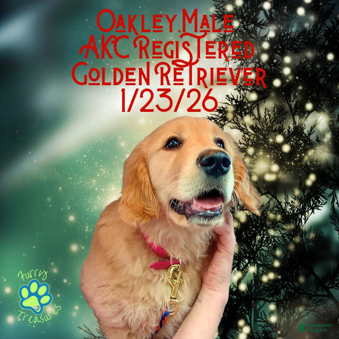 Golden Retriever dogs for sale: Oakley, Golden Retriever, Male - Ad 27