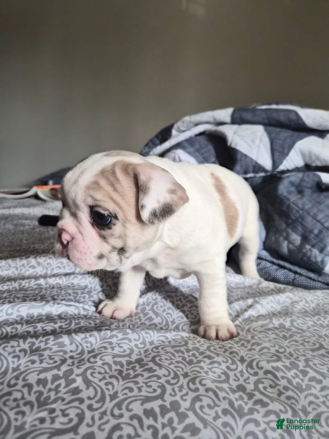 French Bulldog dogs for sale: Angel  - Ad 1
