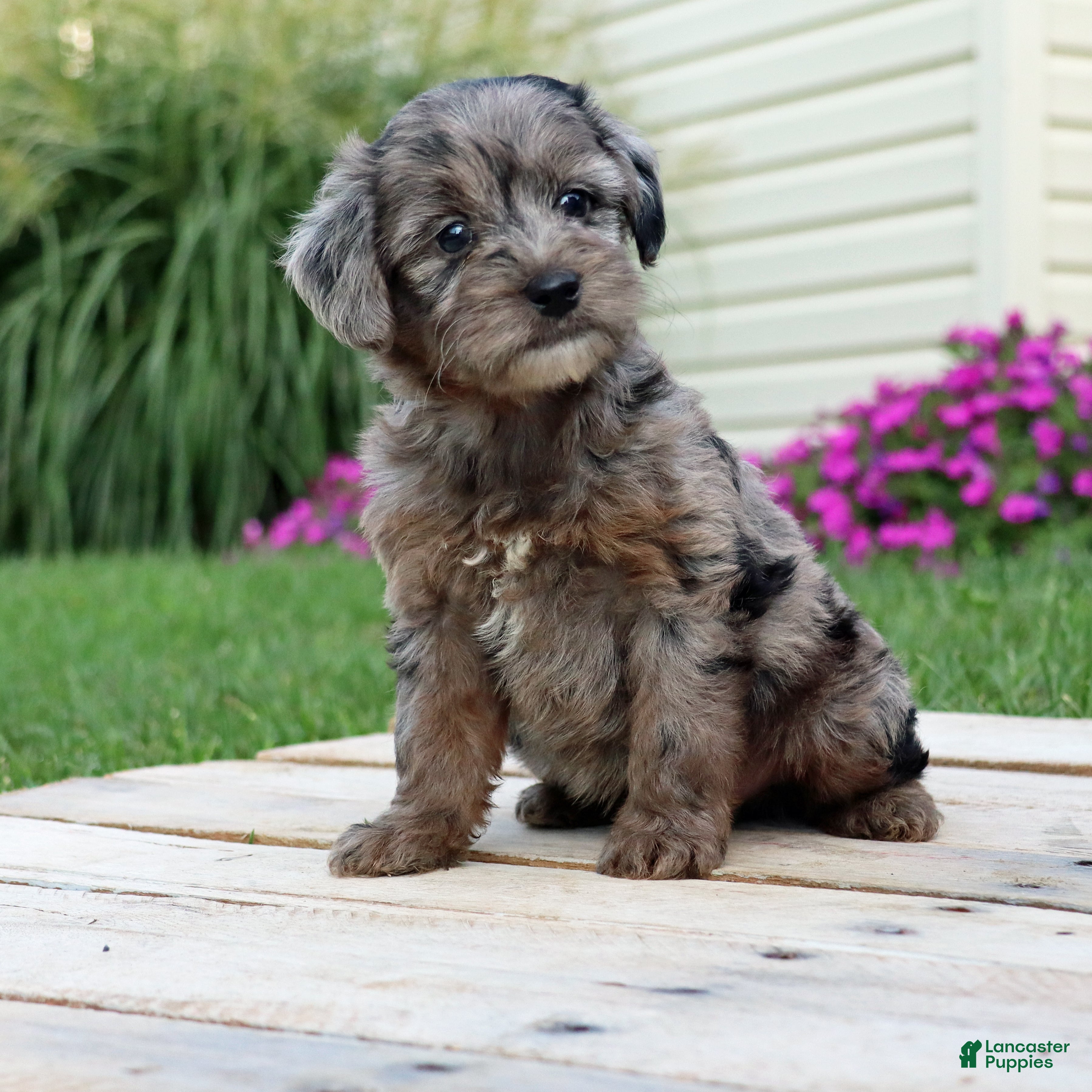 Yorkiepoo dogs Asher - Ad 2