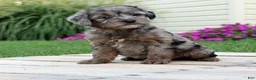 Yorkiepoo dogs for sale: Asher - Ad 2