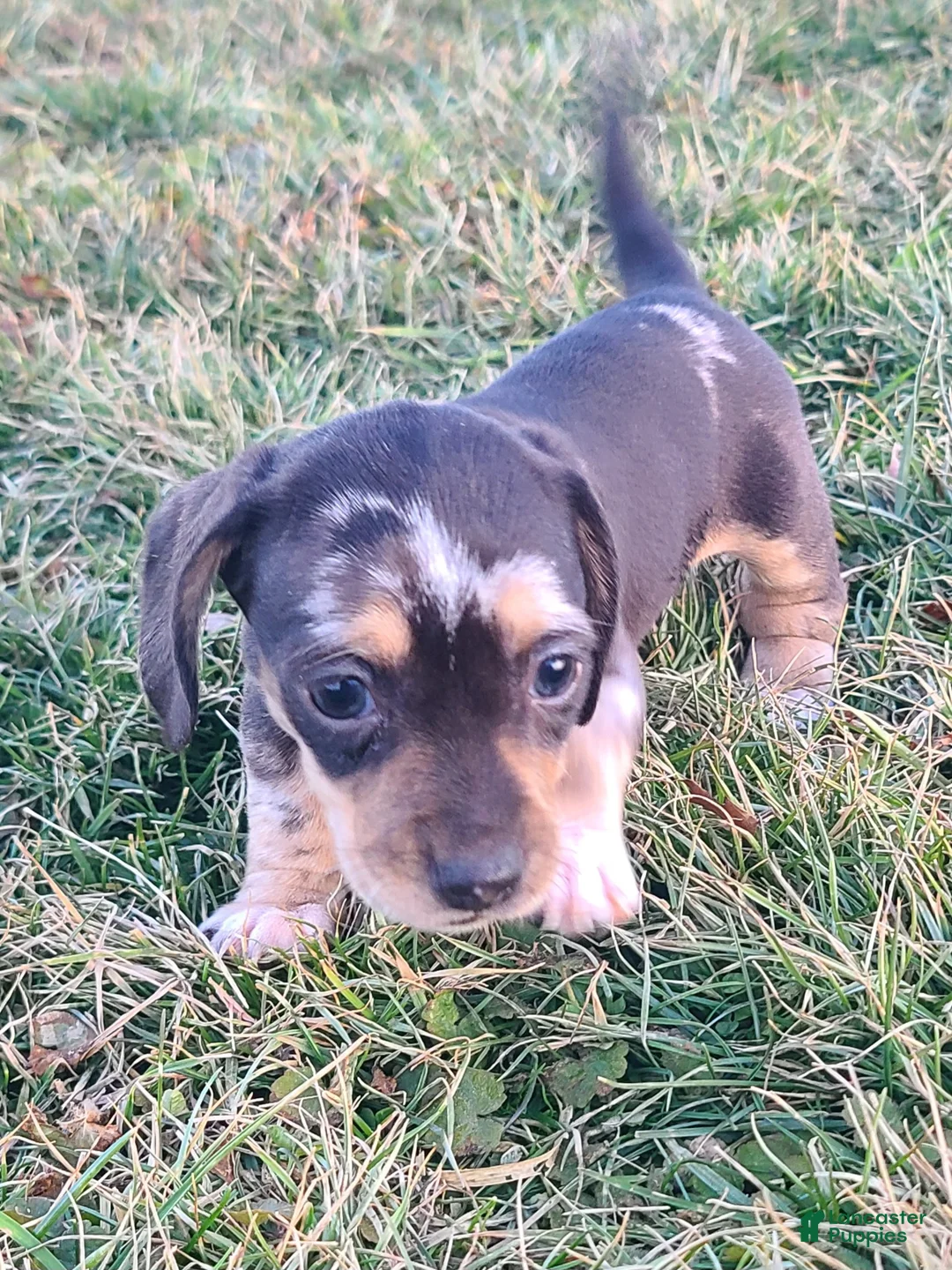 Miniature Dachshund dogs for sale: Flora - Ad 11