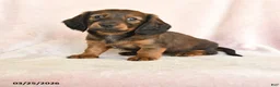 Dachshund dogs for sale: Ian - Ad 1