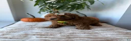 Mini Goldendoodle dogs for sale: Tiffany - Ad 5