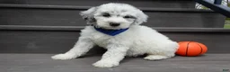 Sheepadoodle dogs for sale: Milo-MEDIUM - Ad 1