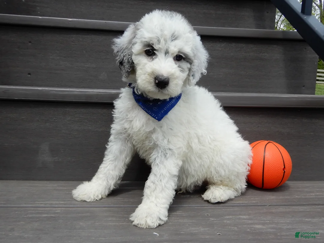 Sheepadoodle dogs for sale: Milo-MEDIUM - Ad 1