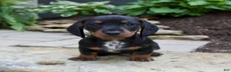 Miniature Dachshund dogs for sale: Gage - Ad 2