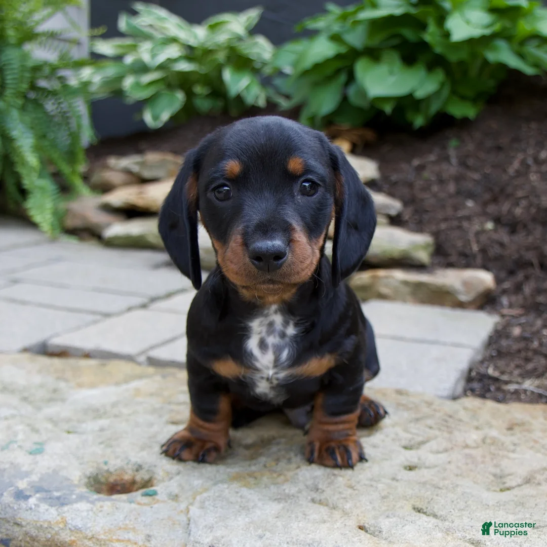 Miniature Dachshund dogs for sale: Gage - Ad 2
