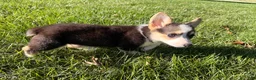 Welsh Corgi Pembroke dogs for sale: Annie - Ad 12