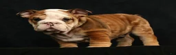English Bulldog dogs for sale: Diesel - Ad 8