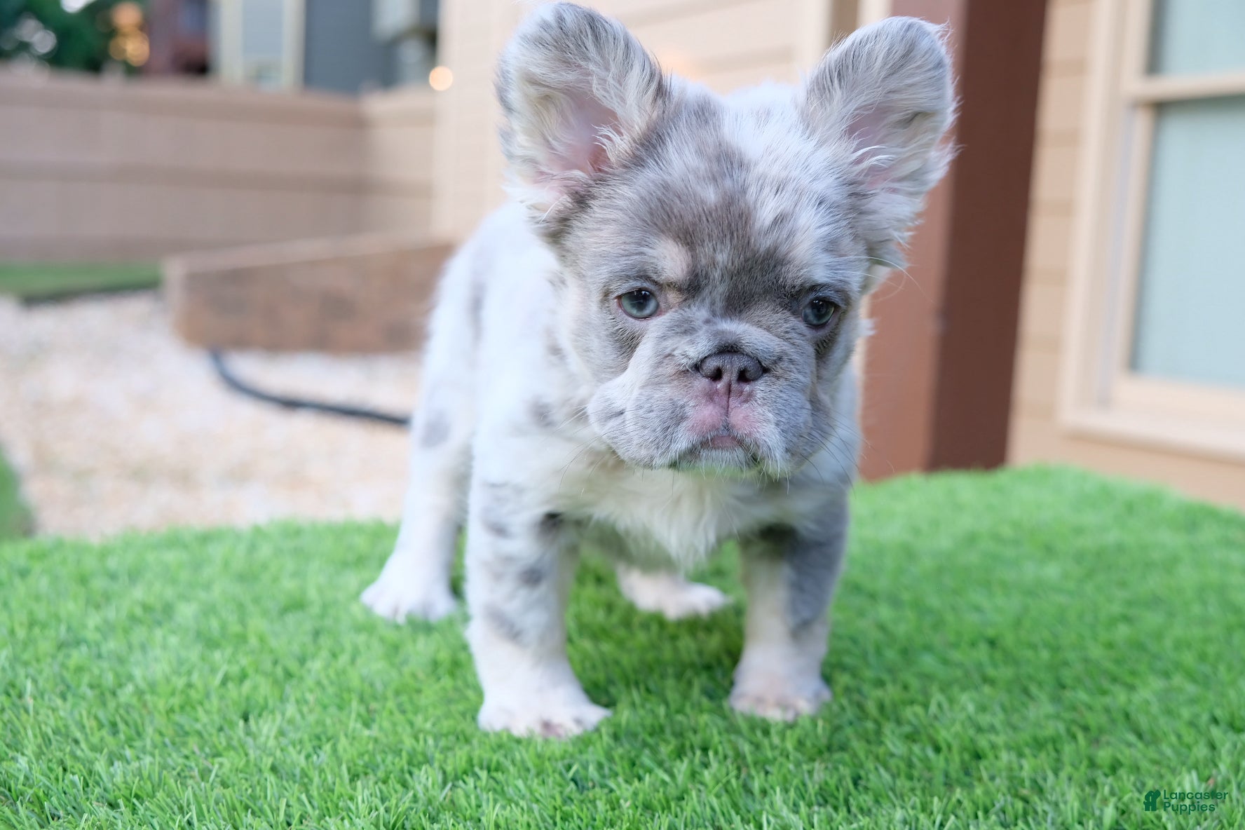 French Bulldog dogs for sale: French Bulldog Puppy 1 - Ad 2