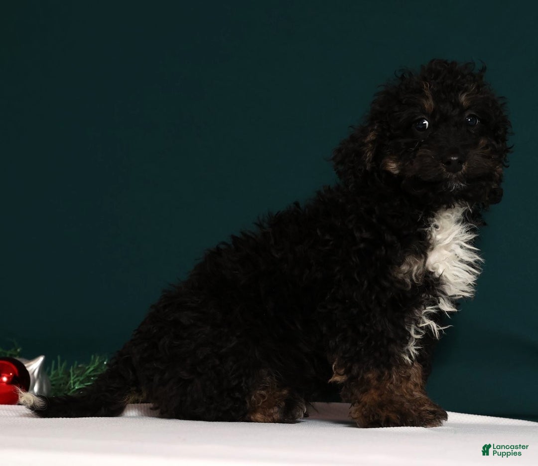 Mini Bernedoodle dogs for sale: Asher - Ad 2