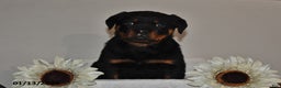 Rottweiler dogs for sale: Bear - Ad 3