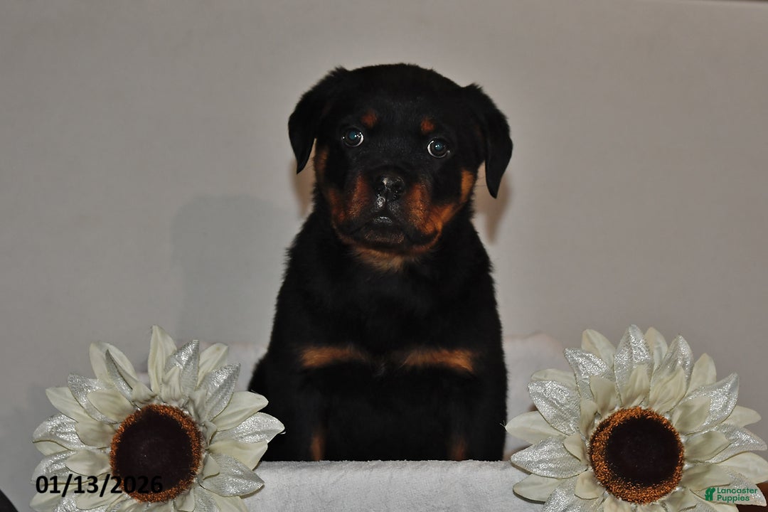 Rottweiler dogs for sale: Bear - Ad 3