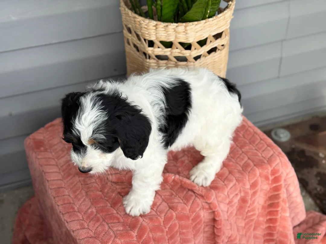 Mini Bernedoodle dogs for sale: Fern - Ad 2