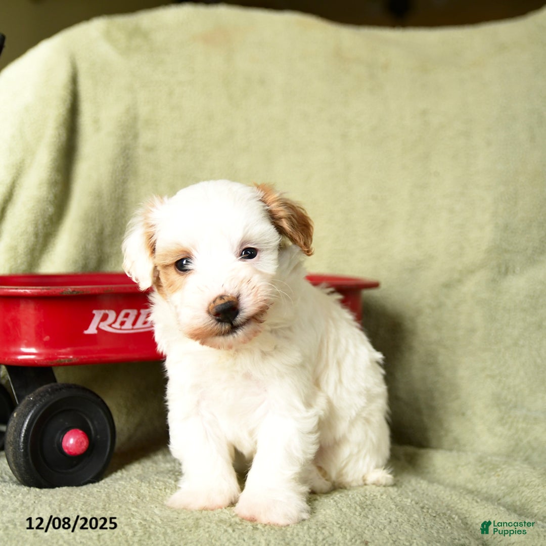 Havapoo dogs for sale: Lancelot - Ad 5