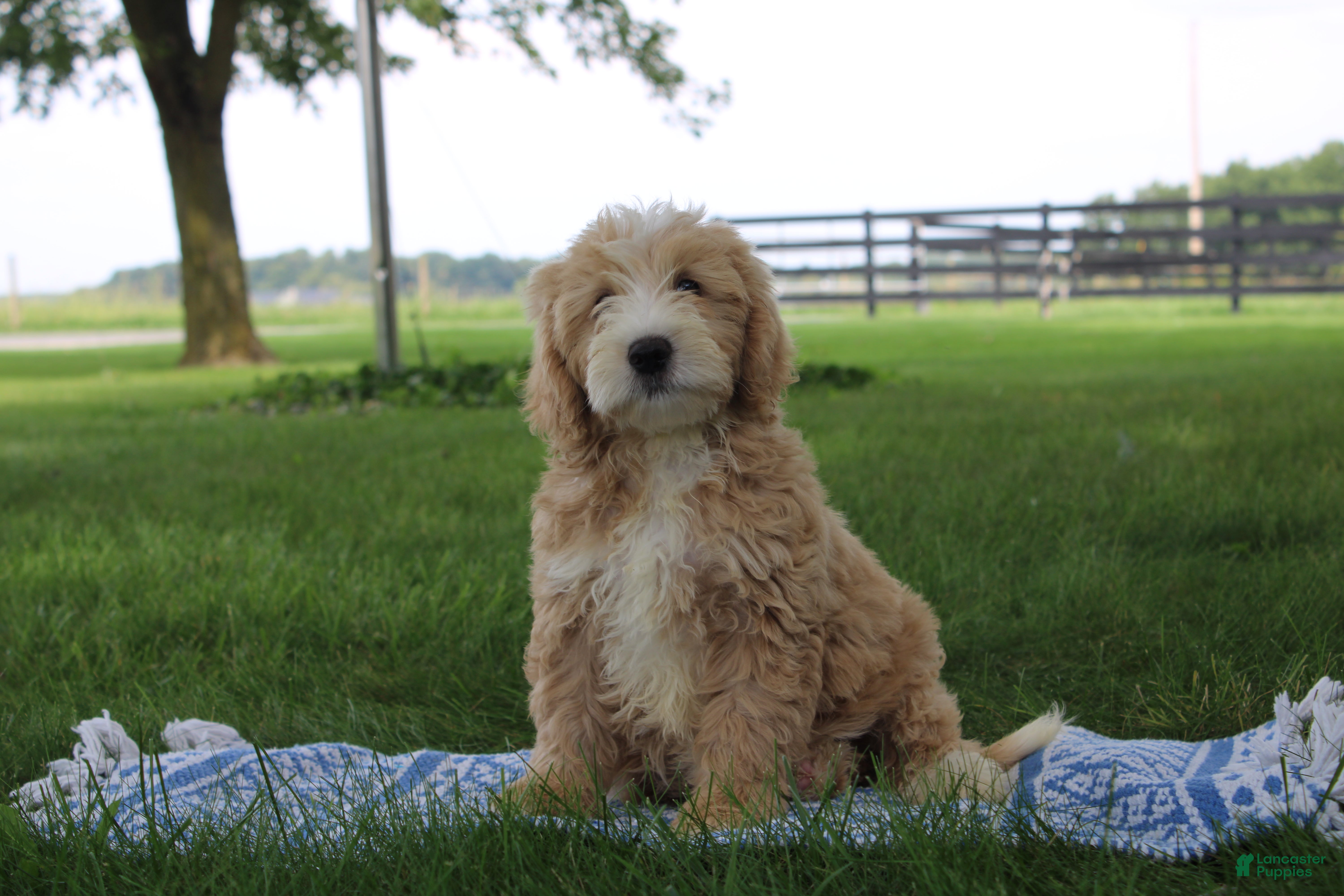 Mini Goldendoodle dogs Victor - Ad 1