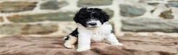 Portuguese Water Dog dogs for sale: Sampson - Ad 5