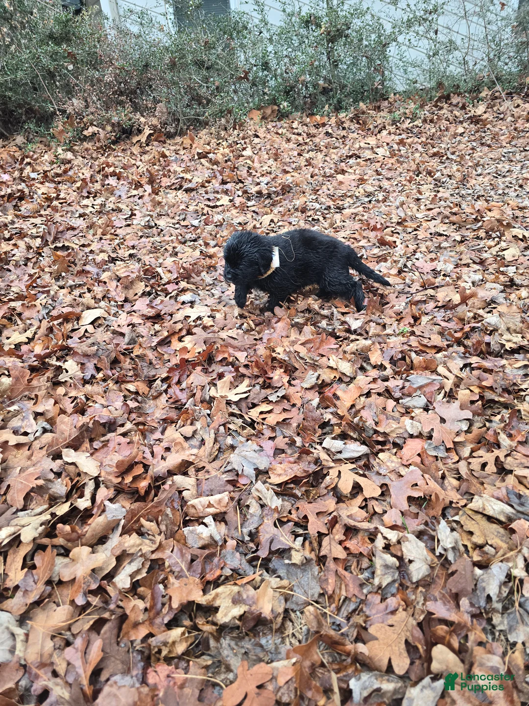 Newfoundland dogs for sale: Newfoundland Puppy 4 girl - Ad 3