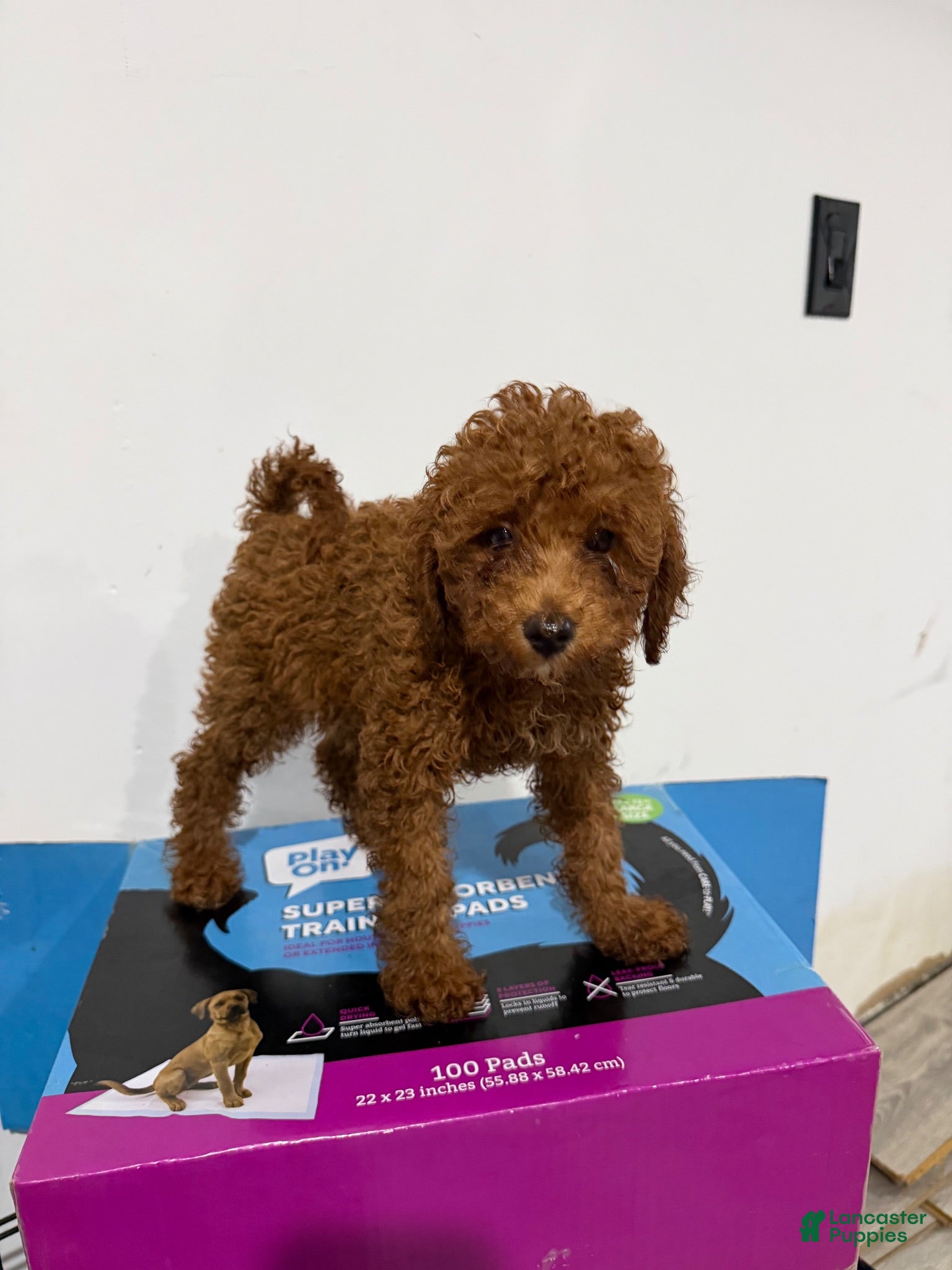 Toy Poodle dogs Maple - Ad 1