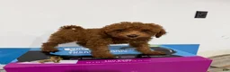 Toy Poodle dogs for sale: Maple - Ad 1