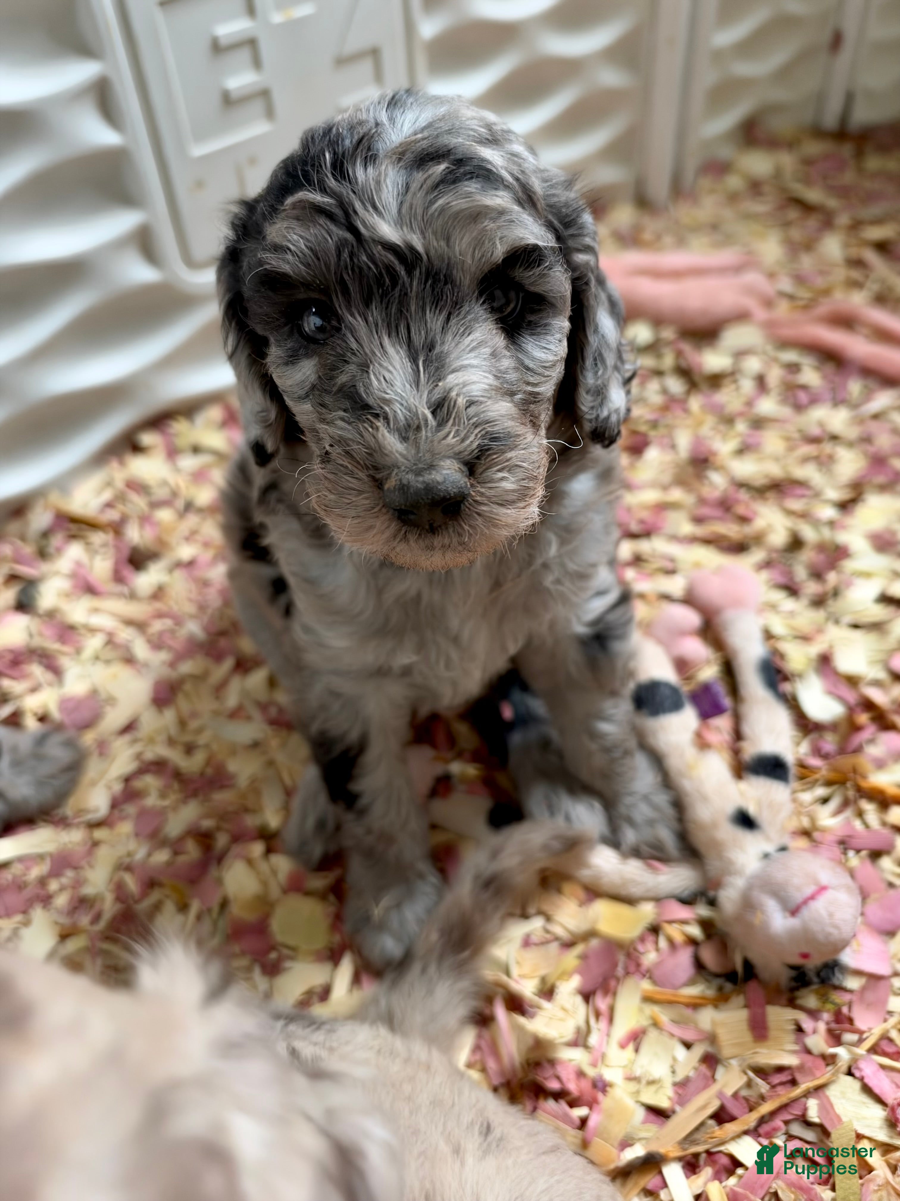 Winifred (Doodle / designer cross, Female) in Jamestown, OH
