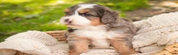 Bernedoodle dogs for sale: Willow Miniature Bernedoodle  - Ad 5