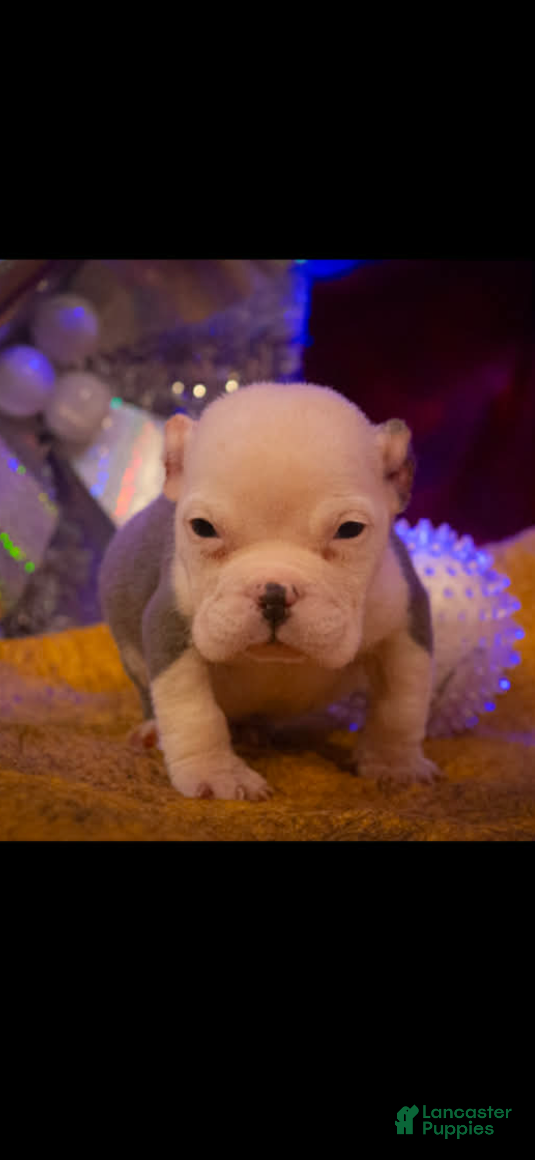 American Bully dogs for sale: American Bully Puppy 2 - Ad 2