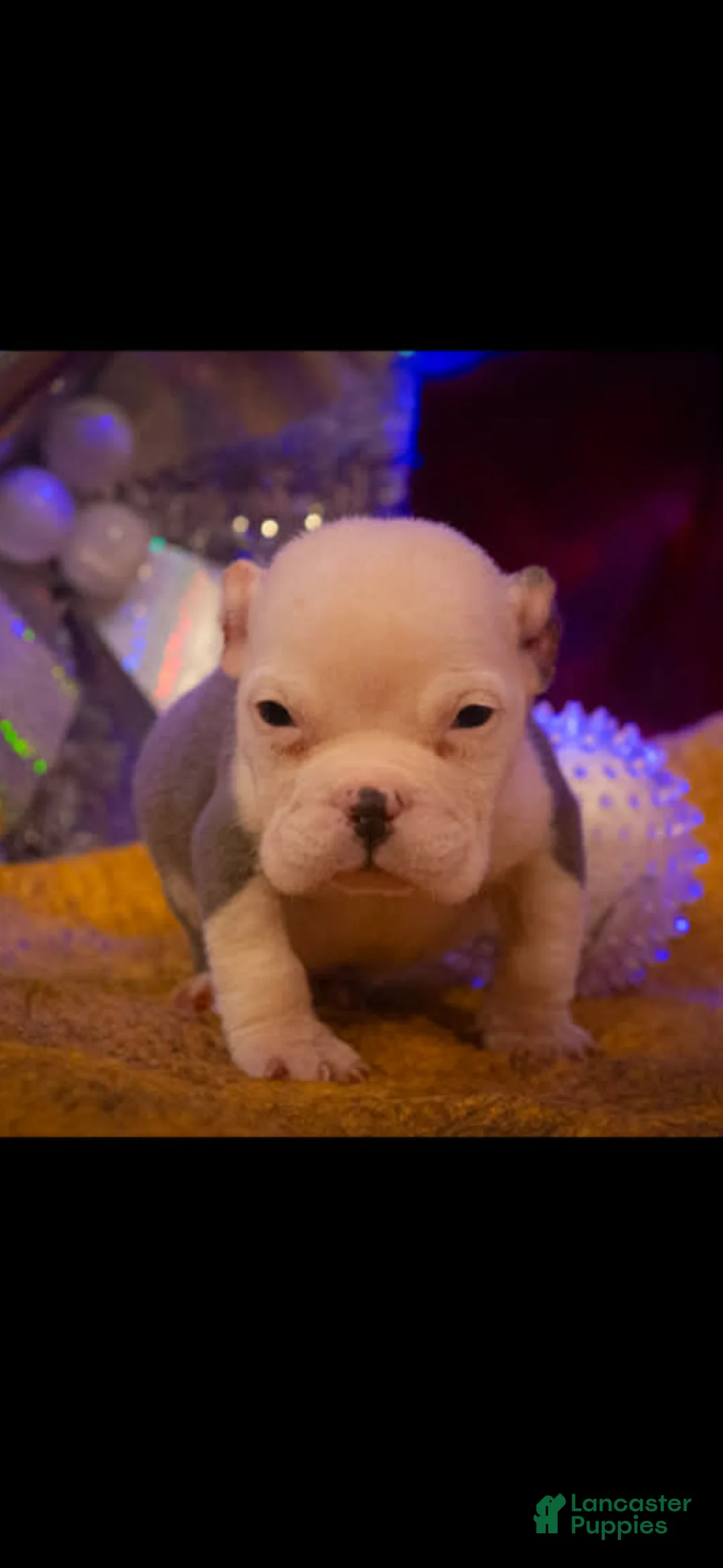 American Bully dogs for sale: American Bully Puppy 2 - Ad 2