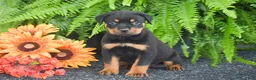 Rottweiler dogs for sale: Weston - Ad 1
