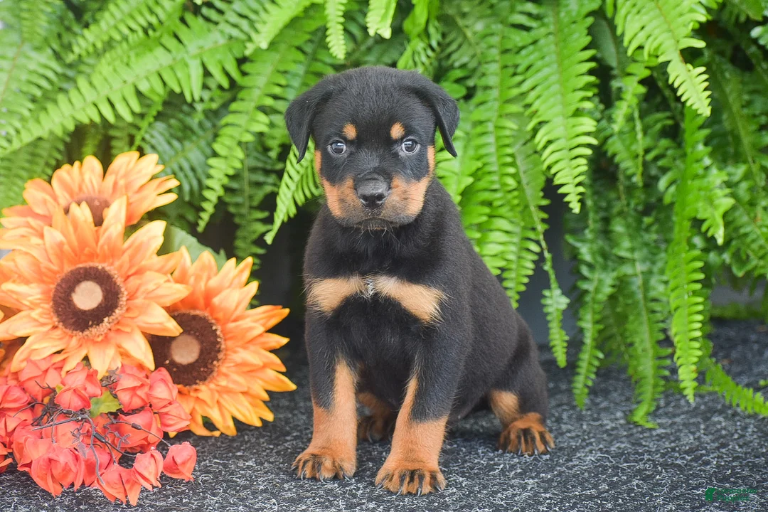 Rottweiler dogs for sale: Weston - Ad 1