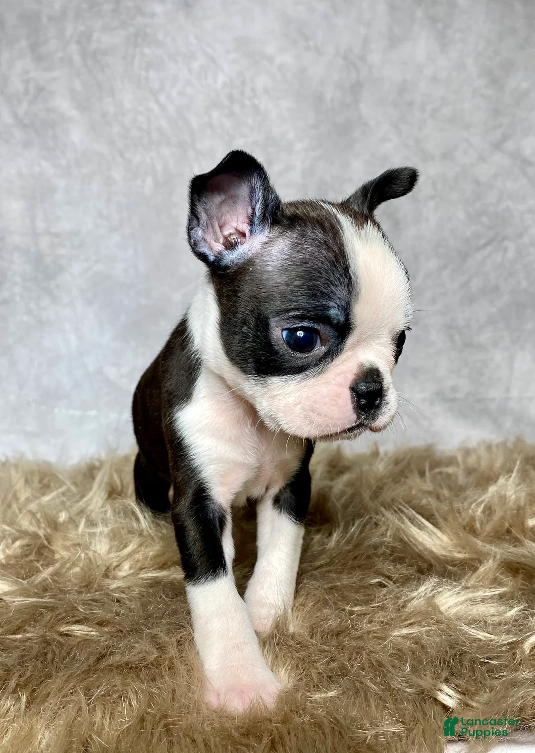 Boston Terrier dogs for sale: Luna - Ad 4