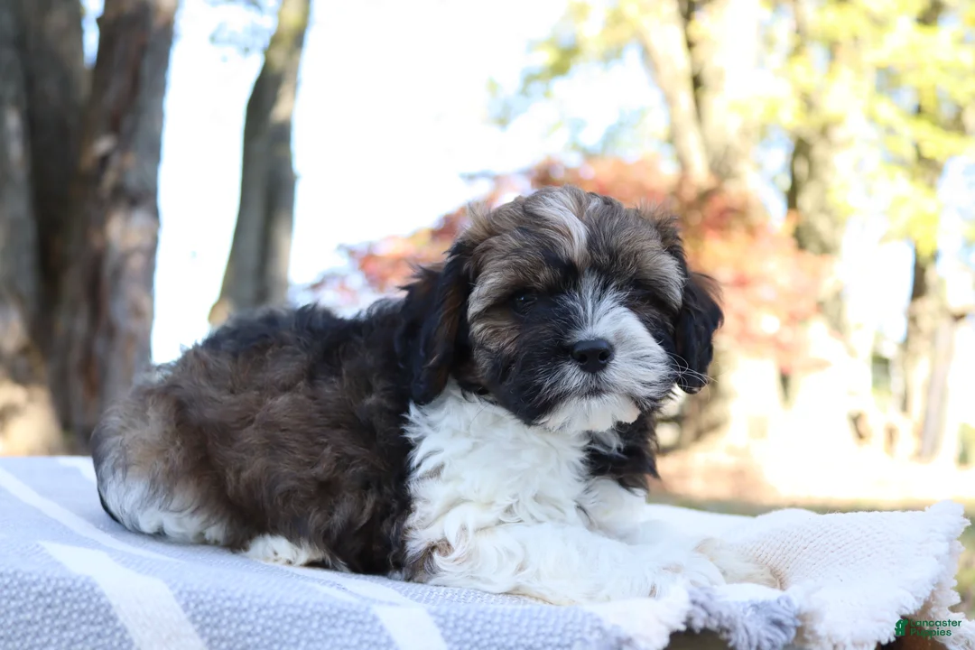 Cavapoo dogs for sale: Hickory - Ad 8