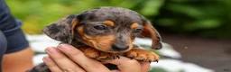 Miniature Dachshund dogs for sale: Holly 🌸 - Ad 6
