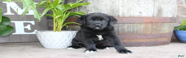 Bruce